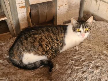 Clara (geb. April 23), EKH - Katze