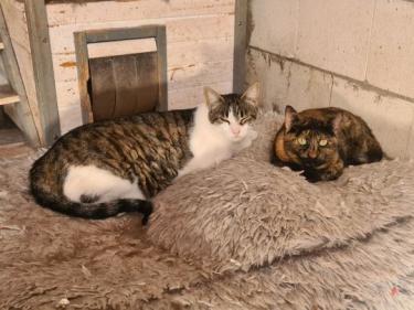 Clara (geb. April 23), EKH - Katze