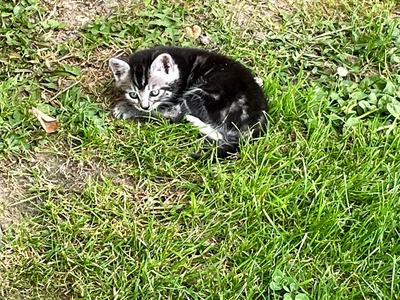 Claudia, Europäische Hauskatze Jungtier - Katze