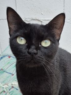 Cleo, Europäisch Kurzhaar - Katze