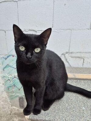 Cleo, Europäisch Kurzhaar - Katze