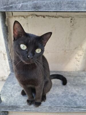 Cleo, Europäisch Kurzhaar - Katze