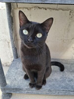 Cleo, Europäisch Kurzhaar - Katze