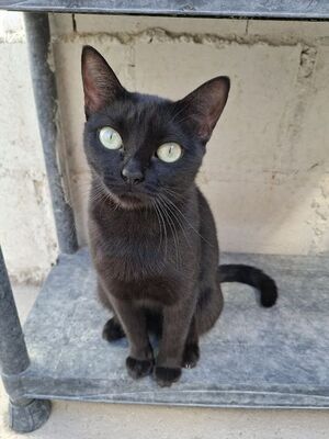 Cleo, Europäisch Kurzhaar - Katze