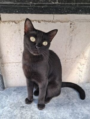 Cleo, Europäisch Kurzhaar - Katze