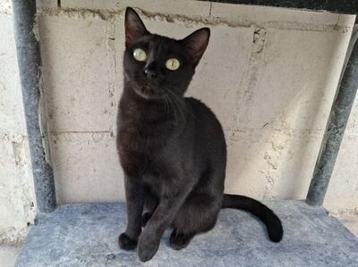 Cleo, Europäisch Kurzhaar - Katze