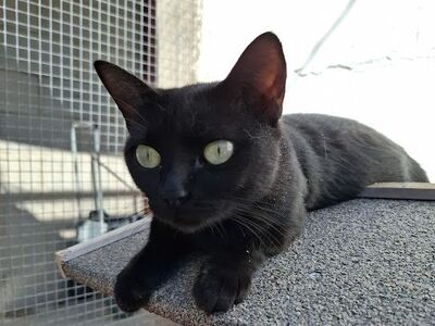 Cleo, Europäisch Kurzhaar - Katze