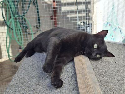 Cleo, Europäisch Kurzhaar - Katze