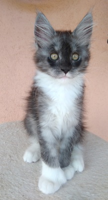 Cleopatra Camilla Charlene, Main coon Jungtier - Katze