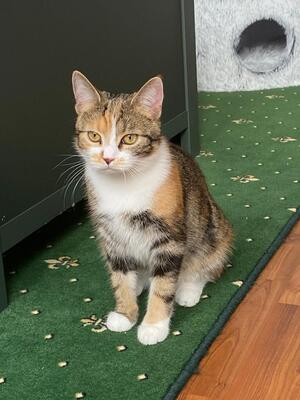 Coco, Gückskatze Jungtier - Katze