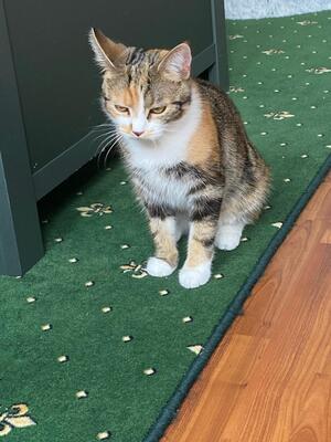 Coco, Gückskatze Jungtier - Katze