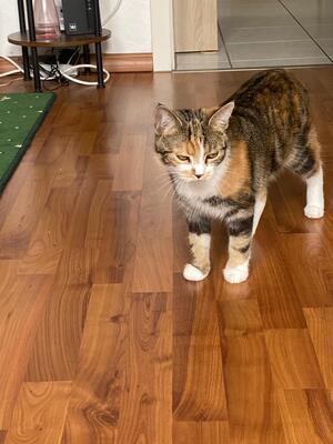 Coco, Gückskatze Jungtier - Katze