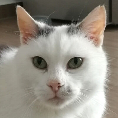 Coco, Hauskatze - Kater