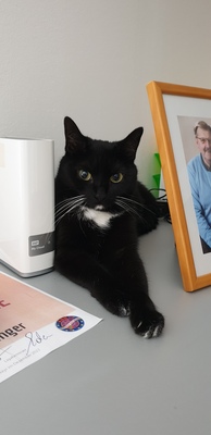 Coco, Mischlingskatze - Katze