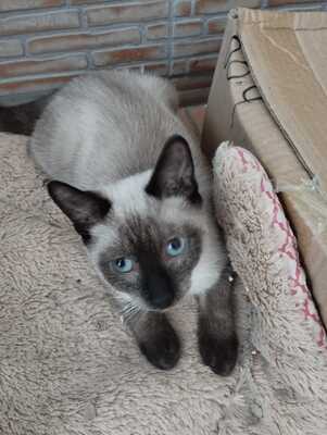 Coco und Kiwi, Europäische Hauskatze Jungtier - Kater