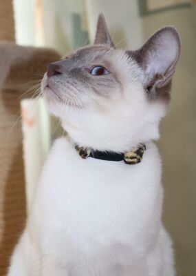 Cody, Thai - Kater