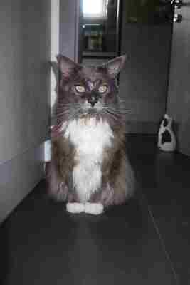 Columbus, Maine Coon - Kater