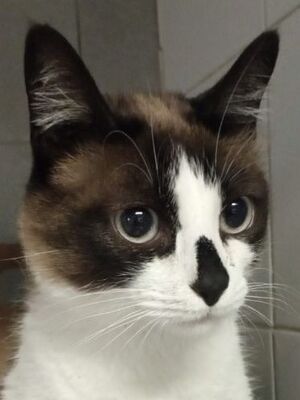 Cometa, Europäisch Kurzhaar - Katze