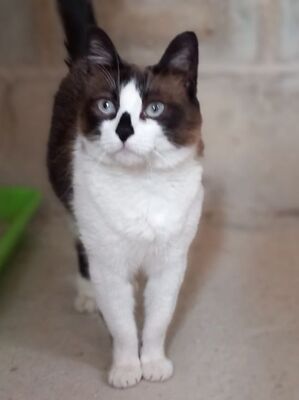 Cometa, Europäisch Kurzhaar - Katze