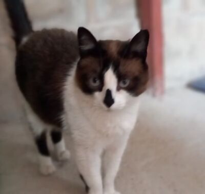 Cometa, Europäisch Kurzhaar - Katze