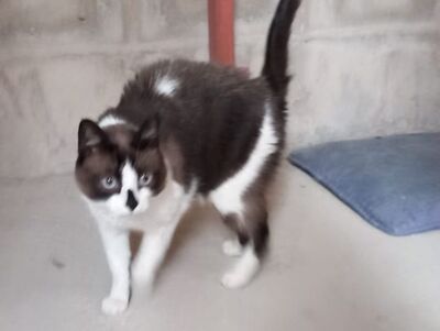 Cometa, Europäisch Kurzhaar - Katze