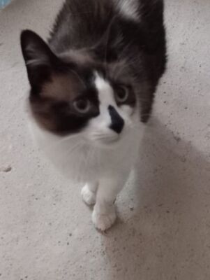 Cometa, Europäisch Kurzhaar - Katze