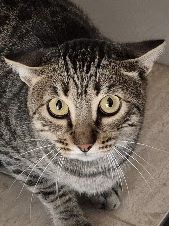 Conan, Europäisch Kurzhaar - Kater