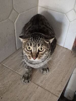 Conan, Europäisch Kurzhaar - Kater