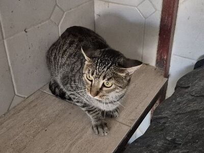 Conan, Europäisch Kurzhaar - Kater