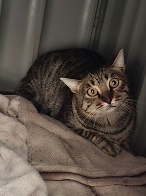 Conan, Europäisch Kurzhaar - Kater