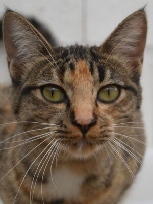 Conca, Europäisch Kurzhaar - Katze