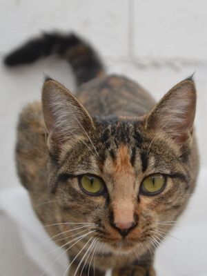 Conca, Europäisch Kurzhaar - Katze