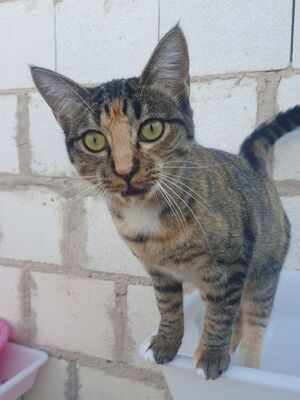 Conca, Europäisch Kurzhaar - Katze