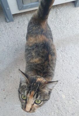 Conca, Europäisch Kurzhaar - Katze