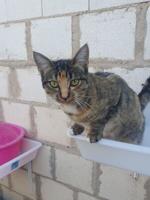 Conca, Europäisch Kurzhaar - Katze