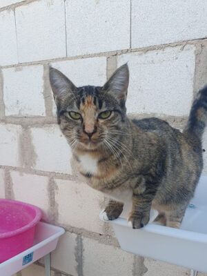 Conca, Europäisch Kurzhaar - Katze