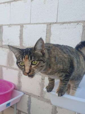 Conca, Europäisch Kurzhaar - Katze