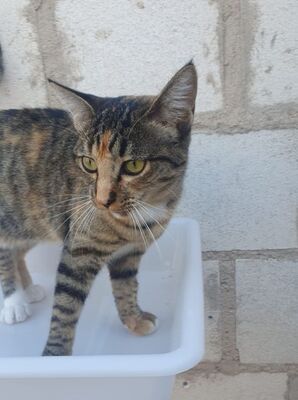 Conca, Europäisch Kurzhaar - Katze