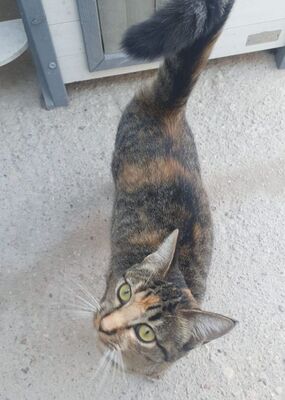 Conca, Europäisch Kurzhaar - Katze