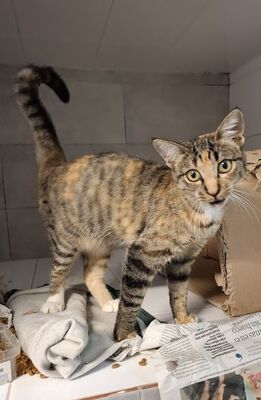 Conca, Europäisch Kurzhaar - Katze