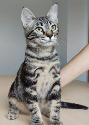 Congo - süüüüüß und putzig