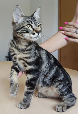 Congo - süüüüüß und putzig, EKH Jungtier - Kater