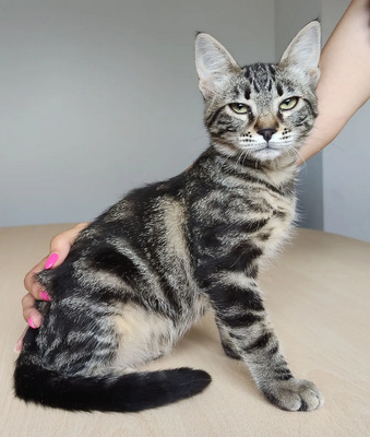 Congo - süüüüüß und putzig, EKH Jungtier - Kater