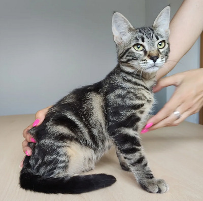 Congo - süüüüüß und putzig, EKH Jungtier - Kater