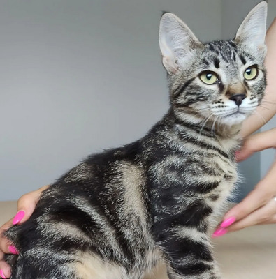 Congo - süüüüüß und putzig, EKH Jungtier - Kater