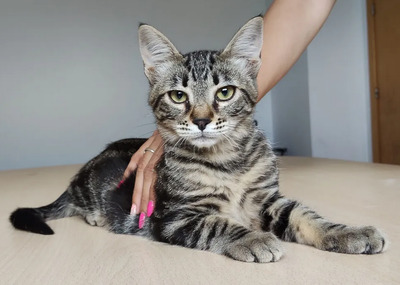 Congo - süüüüüß und putzig, EKH Jungtier - Kater