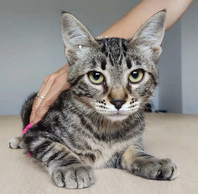 Congo - süüüüüß und putzig, EKH Jungtier - Kater