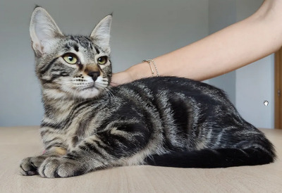 Congo - süüüüüß und putzig, EKH Jungtier - Kater