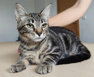 Congo - süüüüüß und putzig, EKH Jungtier - Kater