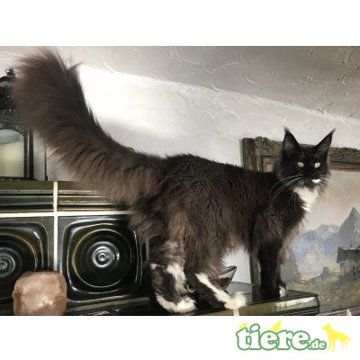Conny, Maine Coon - Kater